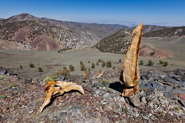 013 Ancient Bristlecone Pine Forest.jpg